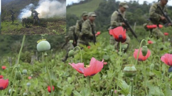 Realiza Ejército Mexicano destrucción de "megaplantío" de amapola