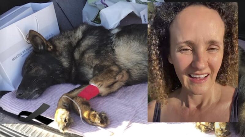 Mujer en Argentina critica a perrito héroe de México y la tunden