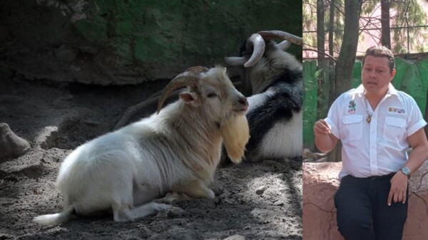 Zoológico de Chilpancingo sacrificó 4 cabras para cena de fin de año