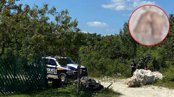 Hallan restos humanos en la colonia Copa Buena de Cancún, Región 242 (VIDEO).