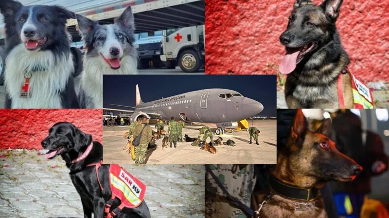 Héroes mexicanos de cuatro patas viajan a Turquía