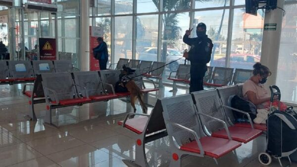 Hallan mochila con droga en terminal de autobuses de Chetumal.