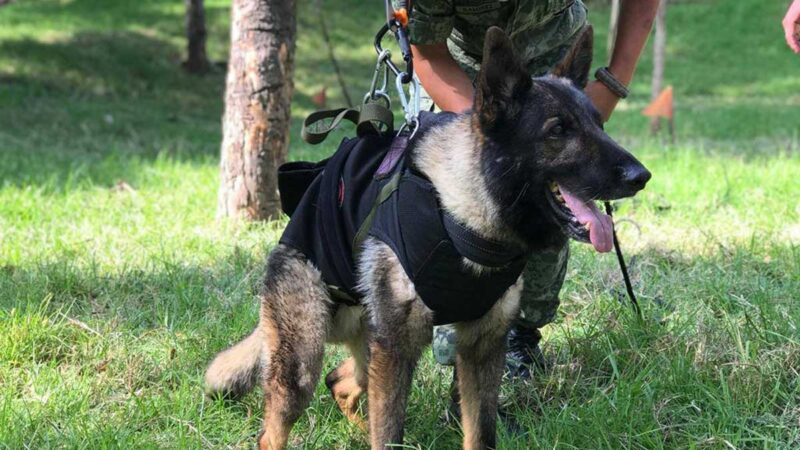 Proteo, perro rescatista de la Sedena, muere en Turquía