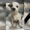 Conmueve muerte de Pinky, perrito que fue herido durante robo