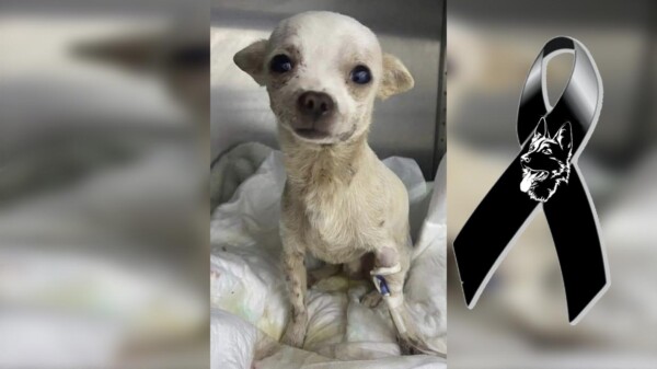 Conmueve muerte de Pinky, perrito que fue herido durante robo
