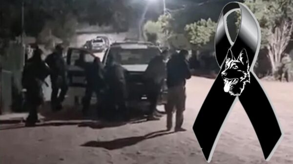 Matan a perrito policía durante enfrentamiento en Baja California