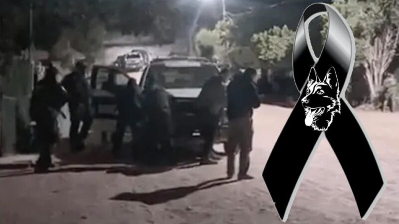 Matan a perrito policía durante enfrentamiento en Baja California