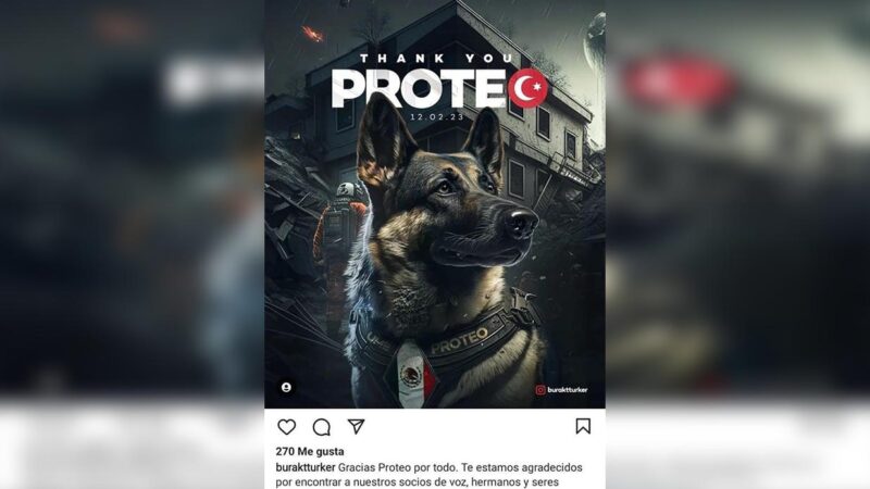 Perrito Proteo es ya considerado héroe en Turquía