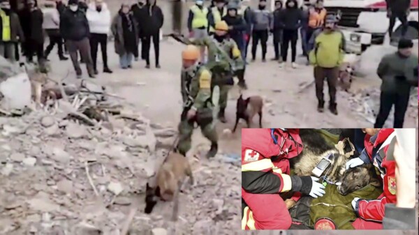 Con emotivo video, relata Sedena historia de Proteo el perrito héroe