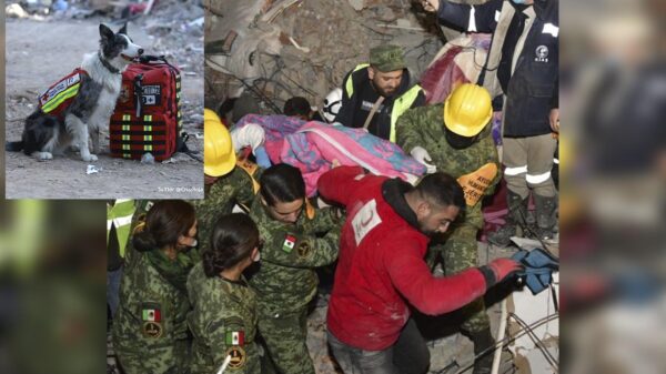 Perritos héroes de México hacen su primer salvamento en Turquía