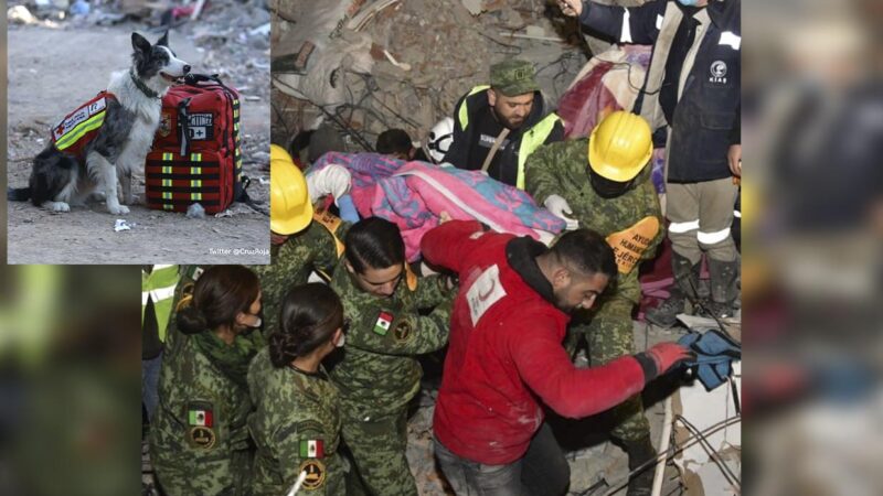 Perritos héroes de México hacen su primer salvamento en Turquía