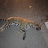 Atropellan y matan a un jaguar en la carretera Puerto Morelos-Playa del Carmen.