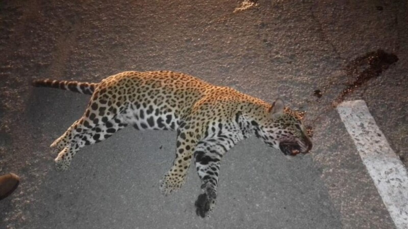 Atropellan y matan a un jaguar en la carretera Puerto Morelos-Playa del Carmen.