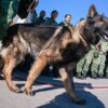 Rinden homenaje a perrito mexicano en Turquía