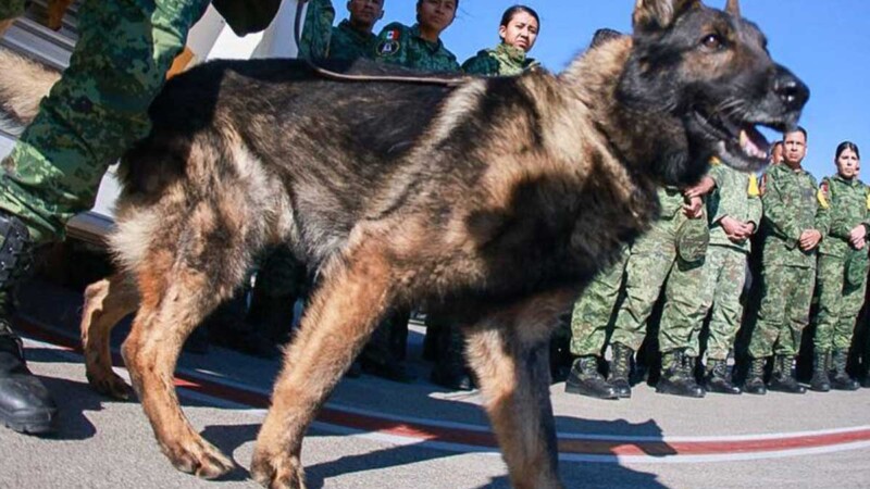Rinden homenaje a perrito mexicano en Turquía