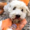 Perrito es rescatado en sismo de Turquía y derrite las redes