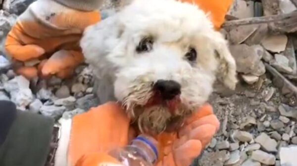 Perrito es rescatado en sismo de Turquía y derrite las redes