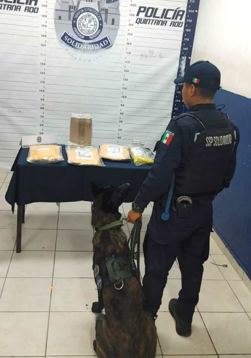 En Playa del Carmen detienen a cinco personas por narcomenudeo; en una empresa de paquetería también se confiscaron drogas.