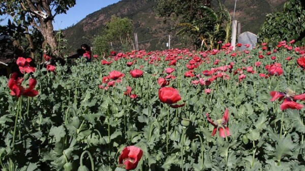 Canadá permite a una compañía producir y vender cocaína