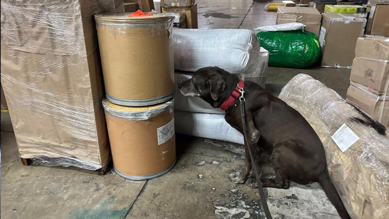 Perrito detecta cargamento de droga en empresa de paquetería