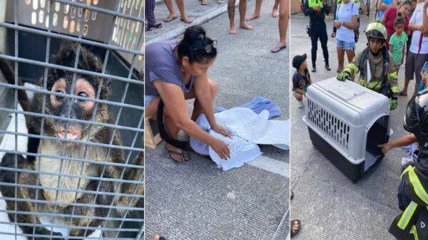 Moño raña provoca incendio en una vivienda de Playa del Carmen.