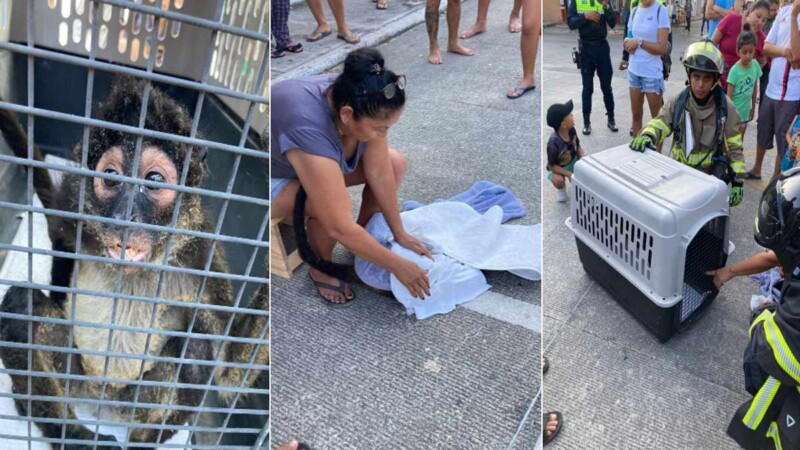 Moño raña provoca incendio en una vivienda de Playa del Carmen.