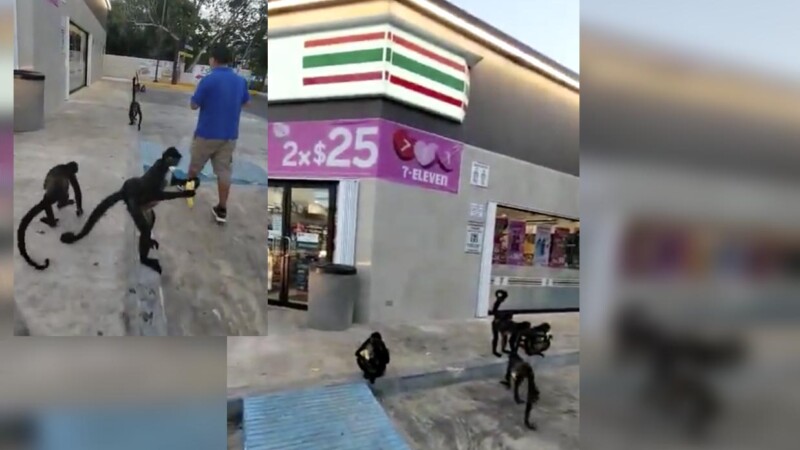 Familia de monitos invade estacionamiento de tienda en Puerto Morelos