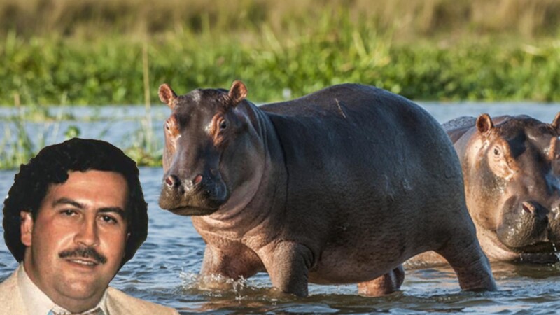 Hipopótamos de Pablo Escobar podrían terminar en México