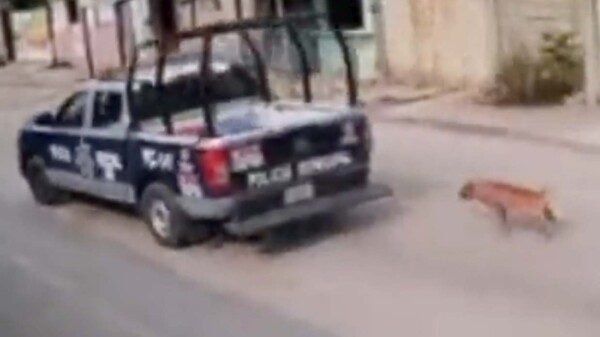 Captan a policias de Chiapas torturando a perrito