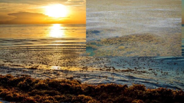 Amenaza gigantesca biomasa de sargazo a Península de Yucatán