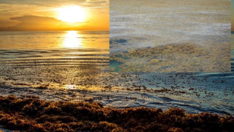 Amenaza gigantesca biomasa de sargazo a Península de Yucatán