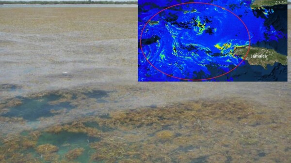 Mega marea de sargazo amenaza las costas de la Florida