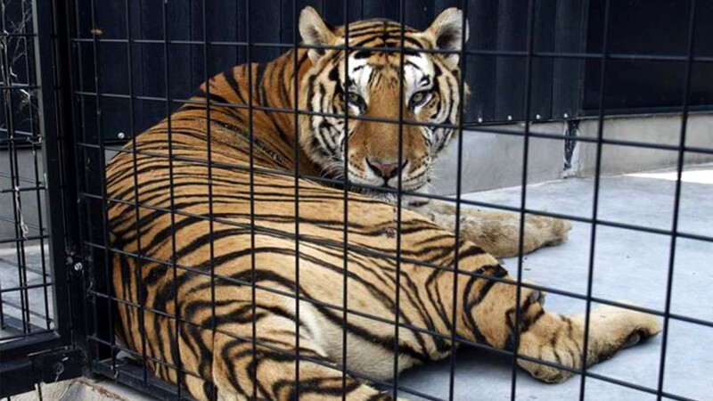 Envían 200 tigres mexicanos a repoblar reservas en La India