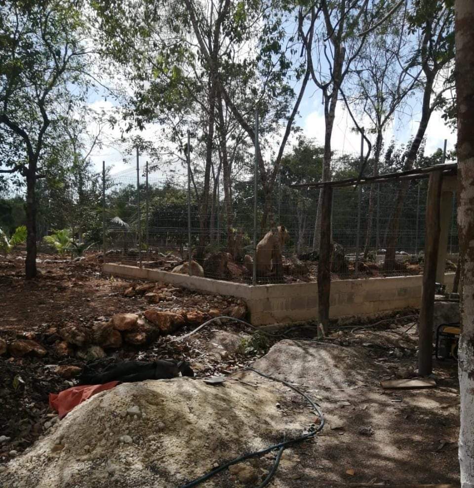 Cártel de Caborca, tras levantón y ejecución de empresario en Chetumal: Oyarvide; se aseguró rancho con 2 leones y armas, dice jefe policiaco