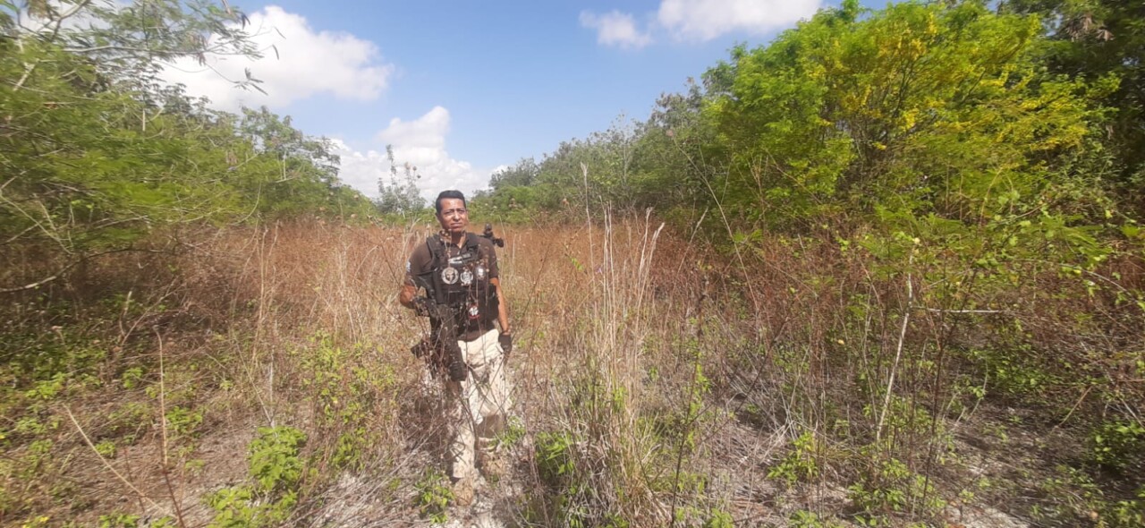 En Cancún, las acciones se realizaron en áreas verdes y de difícil acceso aledañas a la avenida Arco Norte, colindante con la Zona Continental