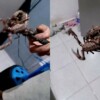 Capturan a un alacrán gigante dentro de una casa en Yucatán