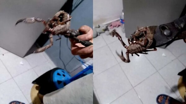 Capturan a un alacrán gigante dentro de una casa en Yucatán