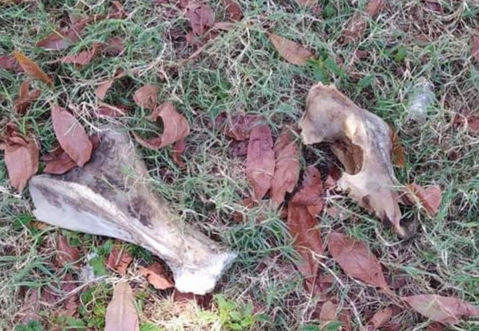 ¡ALERTA!: Cocinan perros para consumo humano en Chetumal; especialista halló huesos cocidos durante una caminata en Hábitat II.