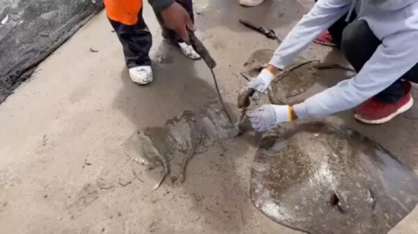 Cortan aguijón de mantarrayas en Sonora “para proteger a turistas”