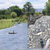 Reportan mortandad de peces en rio de Chihuahua