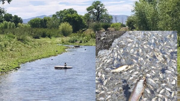 Reportan mortandad de peces en rio de Chihuahua