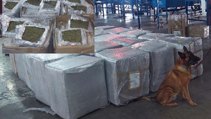 Perro de la GN descubre casi una tonelada de mariguana en Veracruz