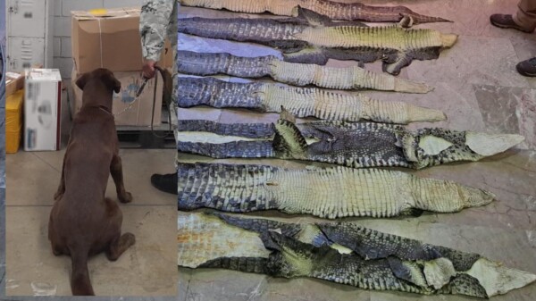 Incauta GN pieles de cocodrilo en paquetería de Edomex