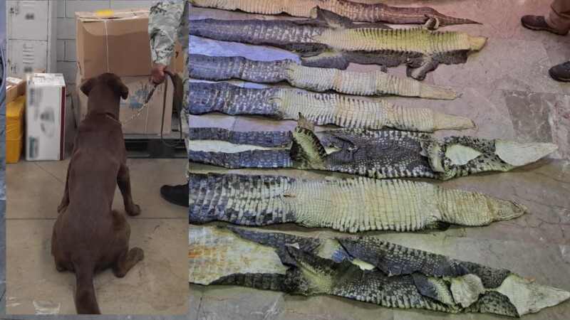 Incauta GN pieles de cocodrilo en paquetería de Edomex