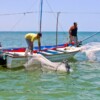 Entra en veda el camarón en el Golfo de México y mar Caribe.
