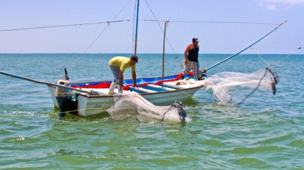 Entra en veda el camarón en el Golfo de México y mar Caribe.