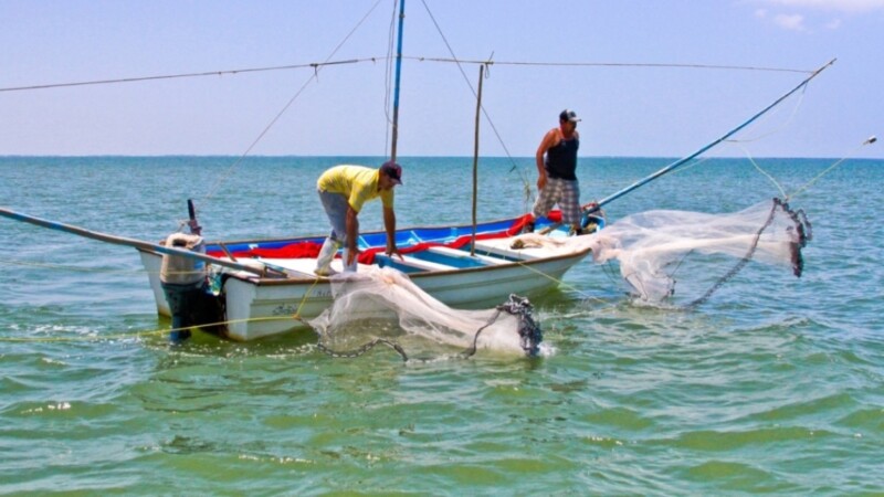 Entra en veda el camarón en el Golfo de México y mar Caribe.