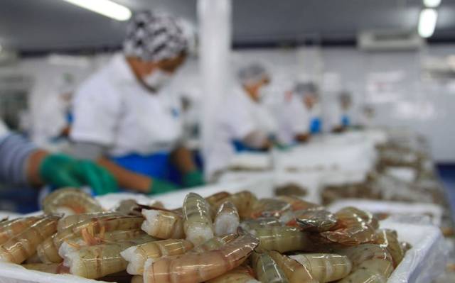 Entra en veda el camarón en el Golfo de México y mar Caribe; la Sader publicó en el Diario Oficial de la Federación el acuerdo para iniciar la restricción.