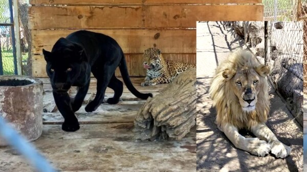 Desmantela Sedena zoológico clandestino en Jalisco
