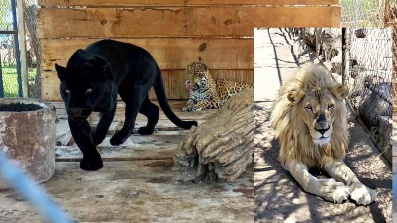 Desmantela Sedena zoológico clandestino en Jalisco